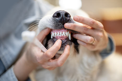 A vet seeing dog teeth