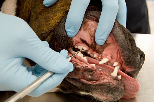 A dog getting dental treatment