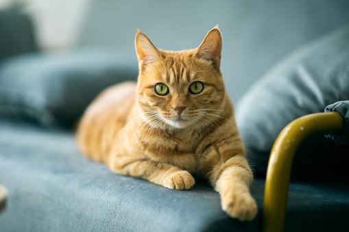 A Cat Sitting on Couch