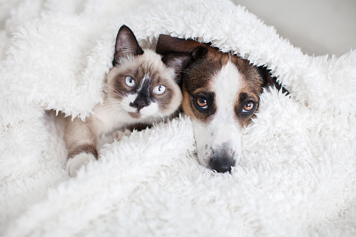 A Cat and Dog Lying Under a Blanket