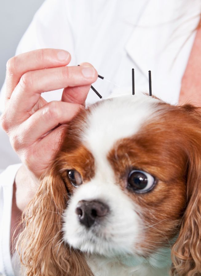 Circle L Animal Hospital - pain management packages.jpg