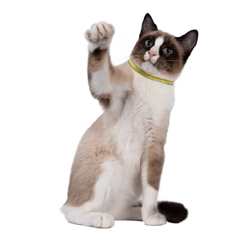 gray cat