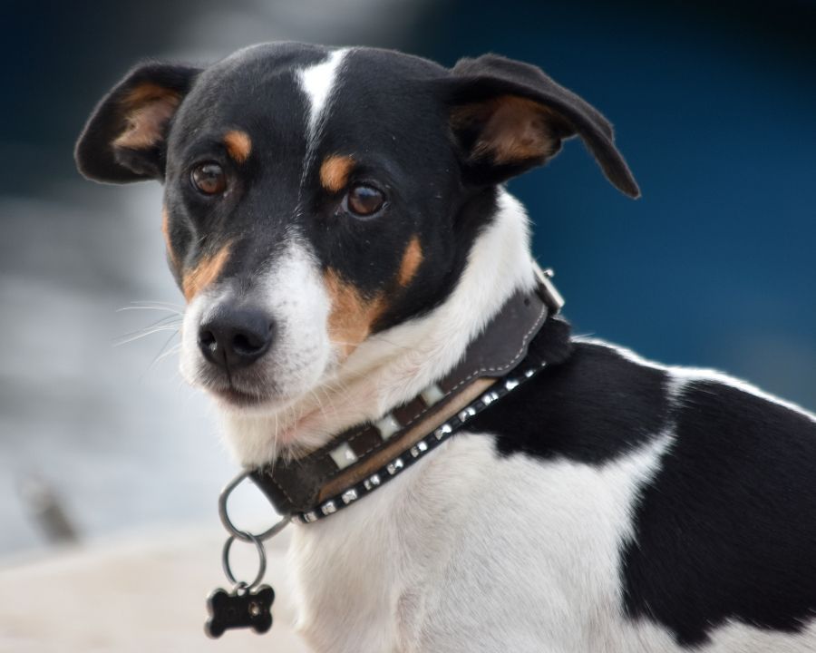 A dog boarding service A black dog