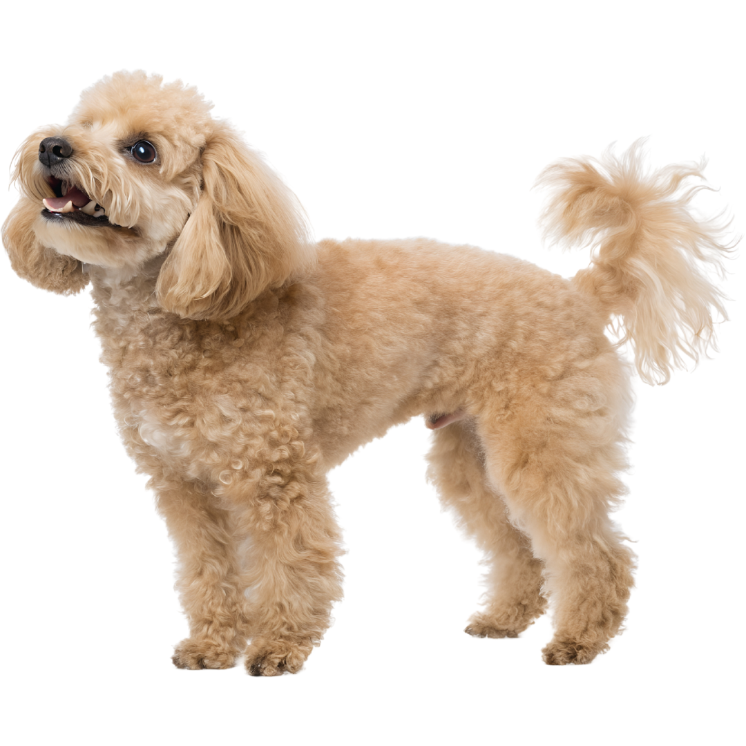A brown furry puppy