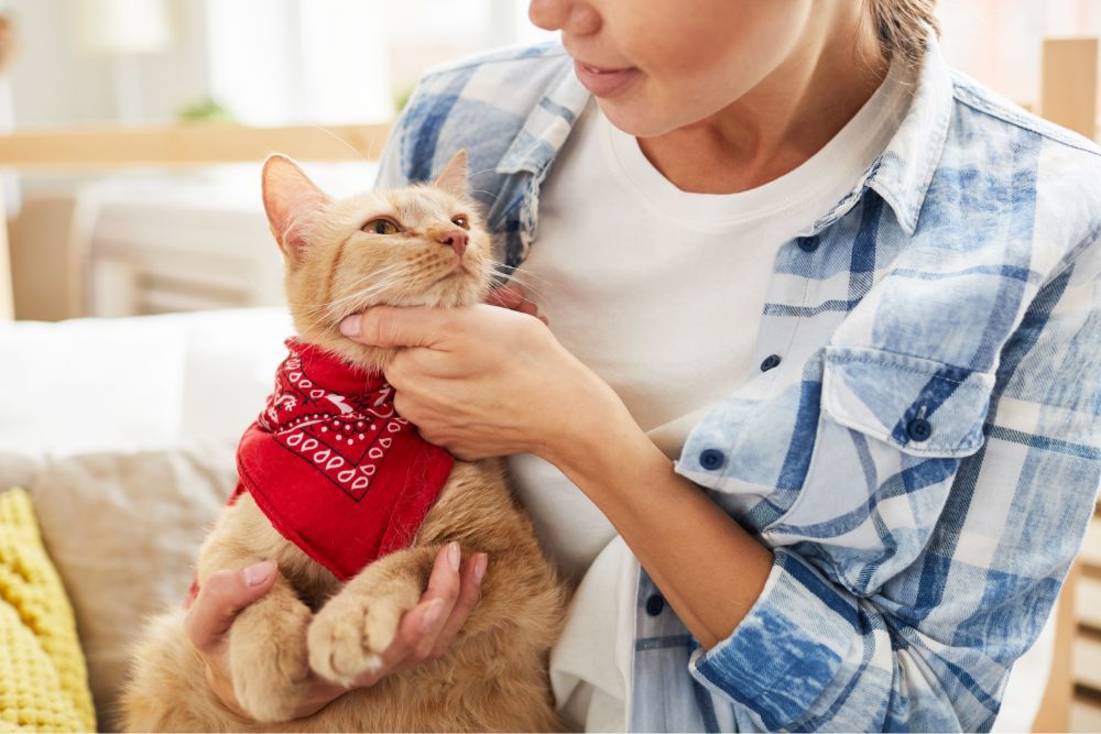 Pet preventative care for cats image A cat in a red bandana seeing towards woman