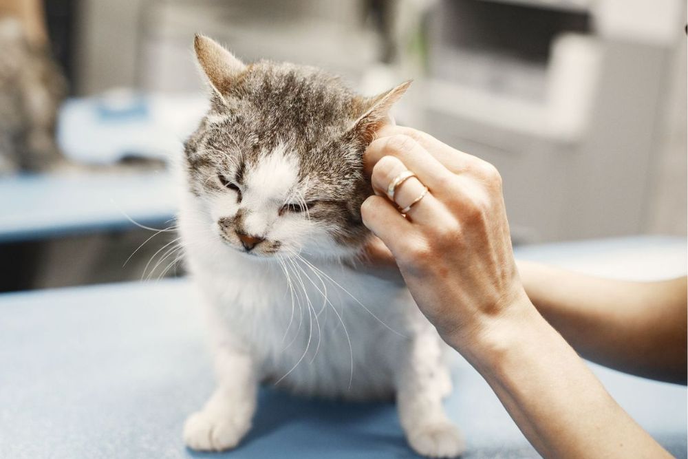 Pet in-house diagnostics image A vet is examining a cat ear