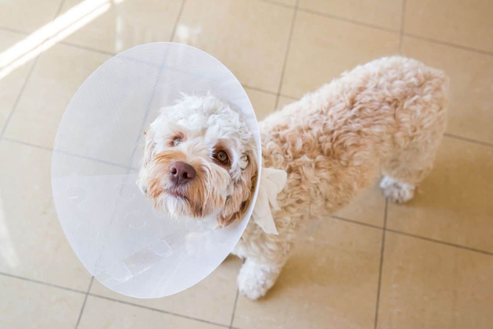 Pet surgery image A dog in a white cone