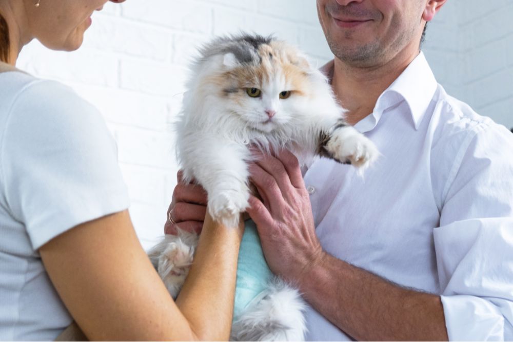 Pet pain management image A man and woman joyfully hold a cat together