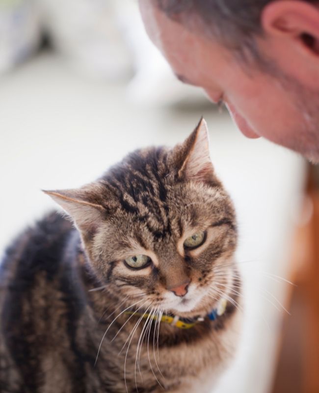 A man stands while a cat looks up at him