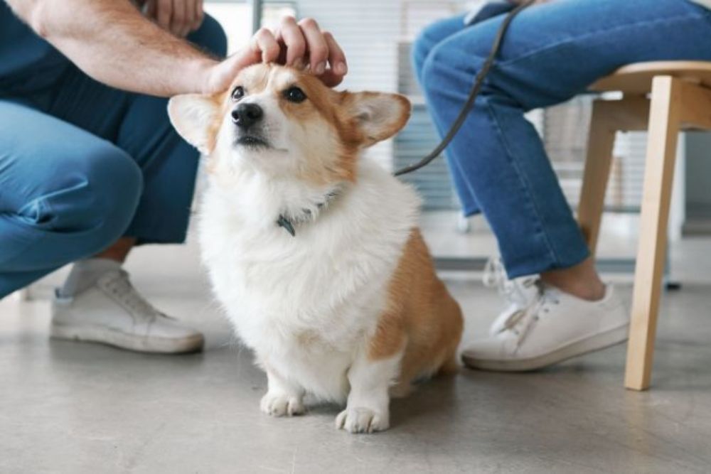 Pet canine rehabilitation image A person kept his hand on a dog head