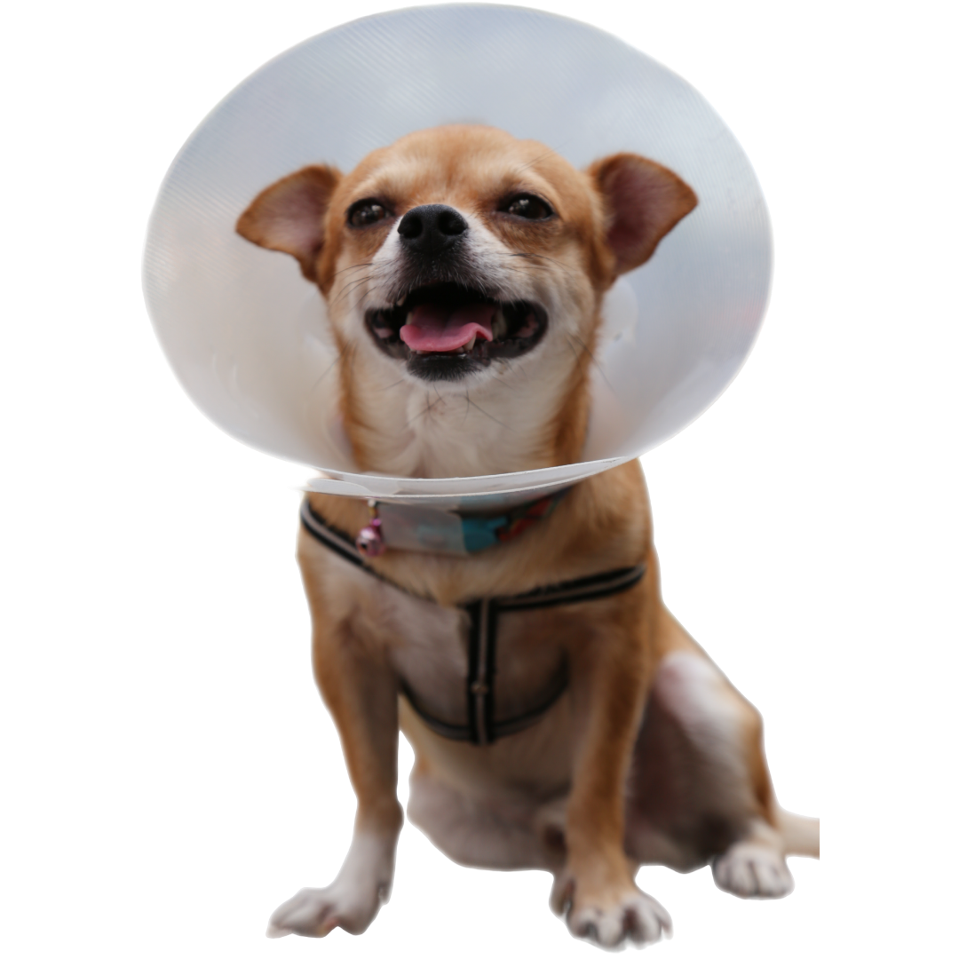 A dog wearing a surgical cone