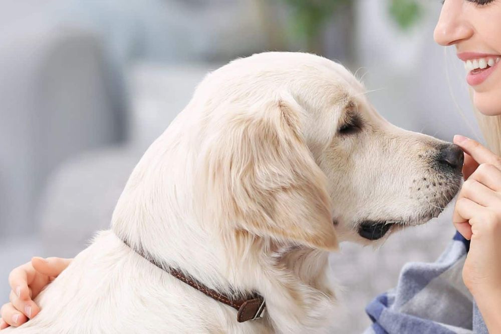 Senior Pet Care image A vet and dog playing together