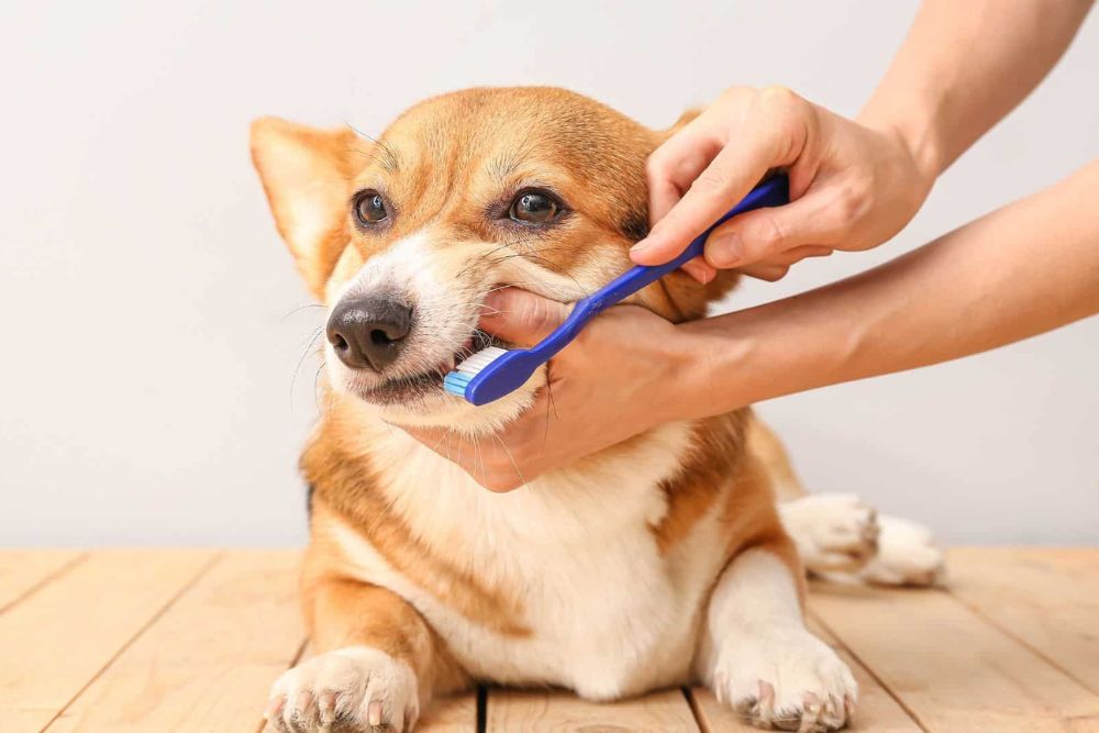Pet dental care image A vet is cleaning a dog teeth