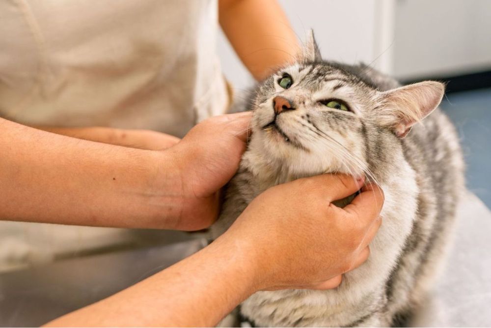 Pet boarding image A vet petting a cat