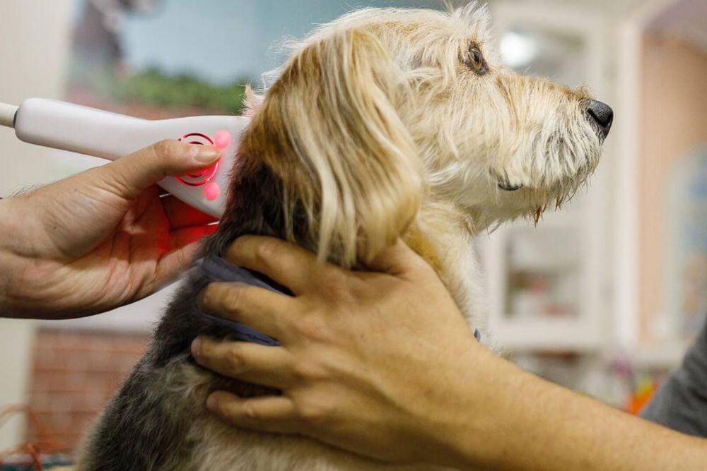 Pet laser therapy image Dog laser therapy