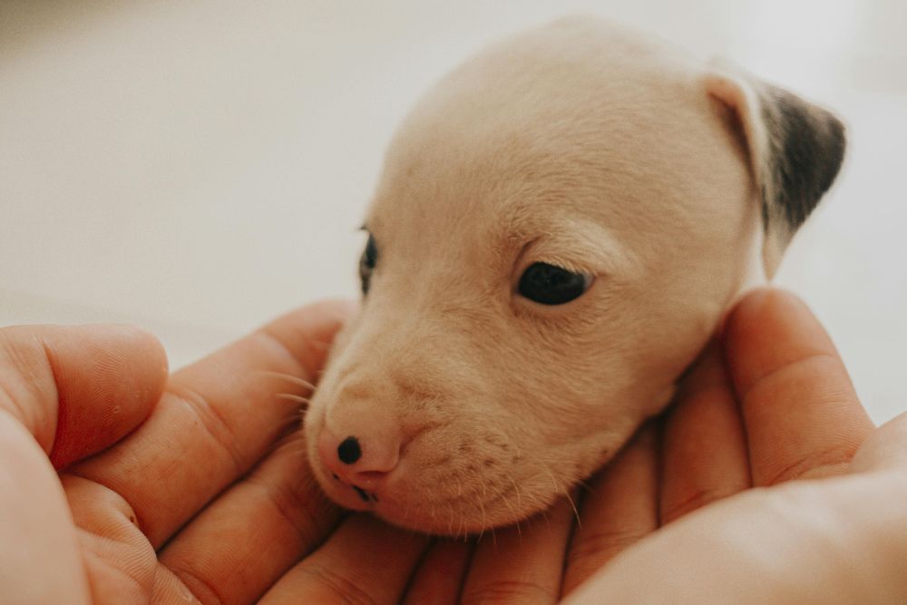 Pet reproductive service image A small cute puppy