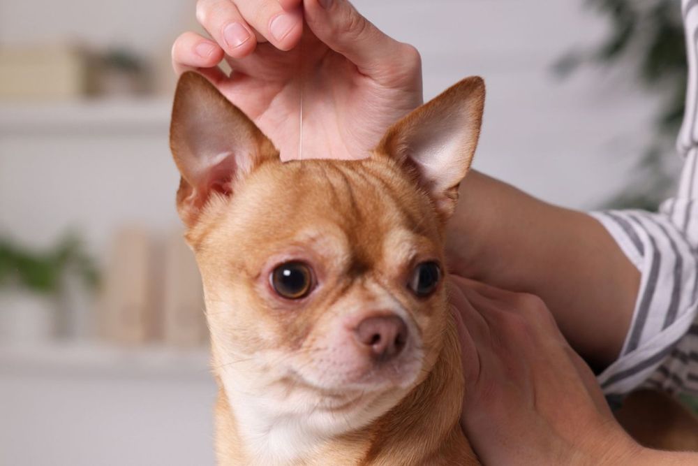 Pet acupuncture image Pet acupuncture