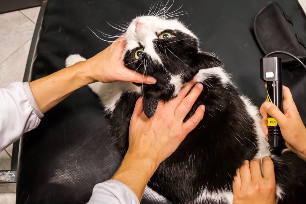 Pet laser surgery image Pet laser surgery