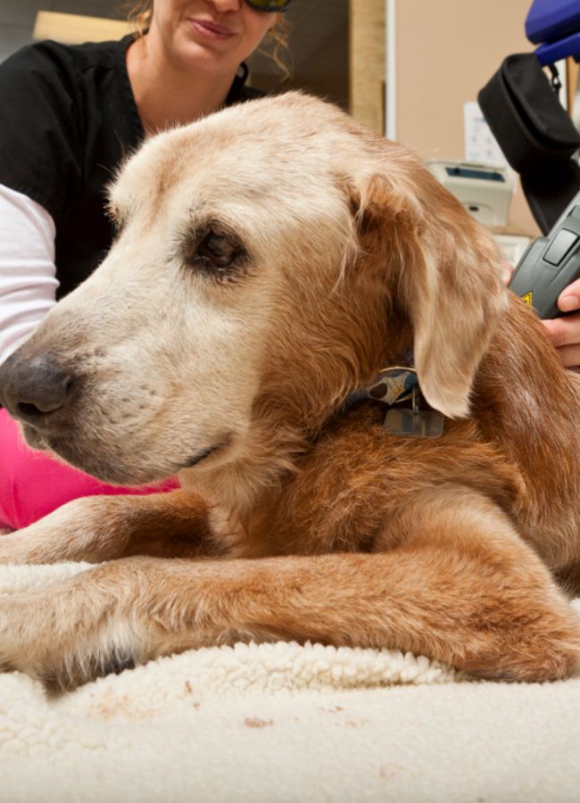 Pet laser surgery image Pet laser surgery