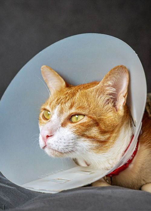 Pet surgery image Cat in a white surgical cone