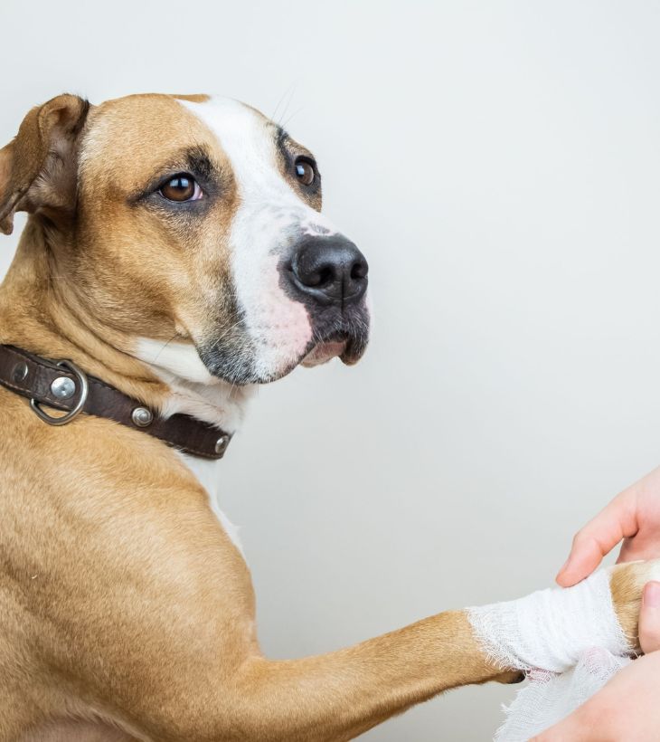 Senior pet care image Senior dog