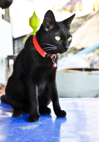 Pet medicine image A black cat sitting on floor