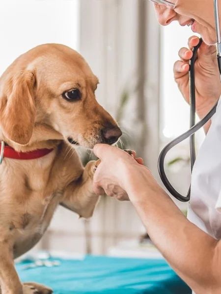 A-dog-one-hand-on-vet-hand A dog one hand on vet hand