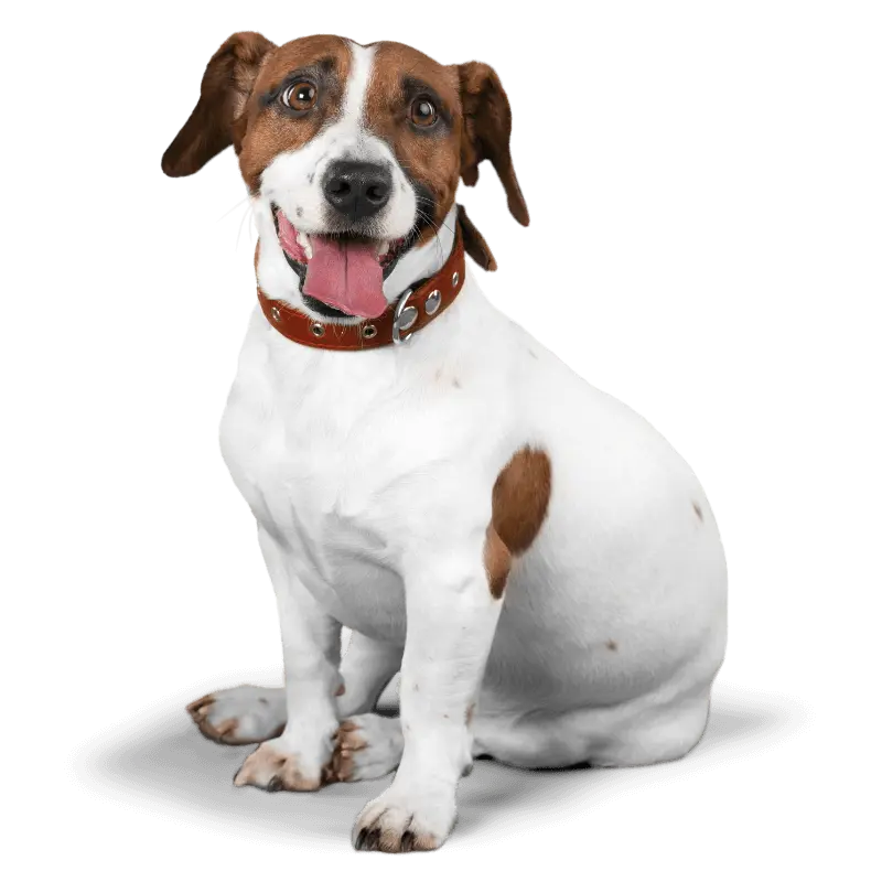 a-happy-white-dog a happy white dog